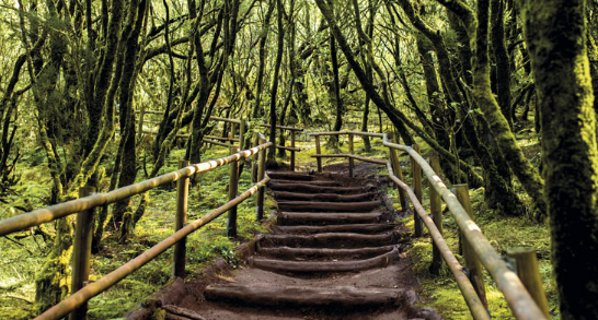 Jeep Safari en La Gomera