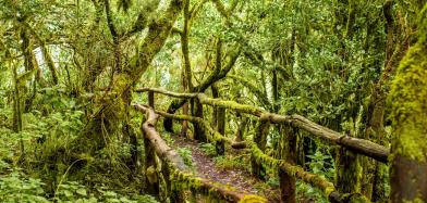 Jeep Safari en La Gomera
