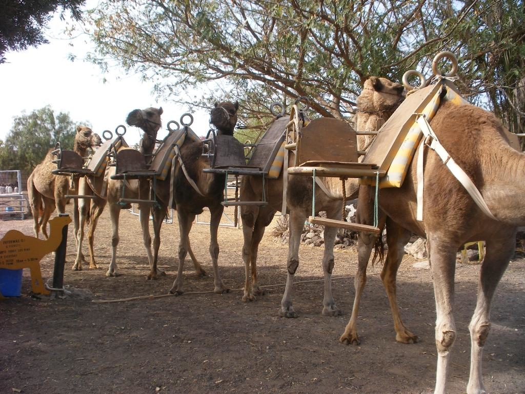 Camel Park por Tenerife