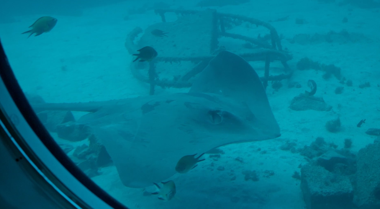 Submarino Safaris Tenerife